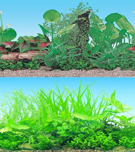 Aquarium fish tank background - aquarium,