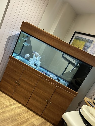 Aquarium 450 litres - aquarium,