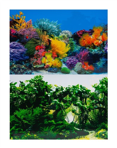 Aquarium fish tank - tank, background