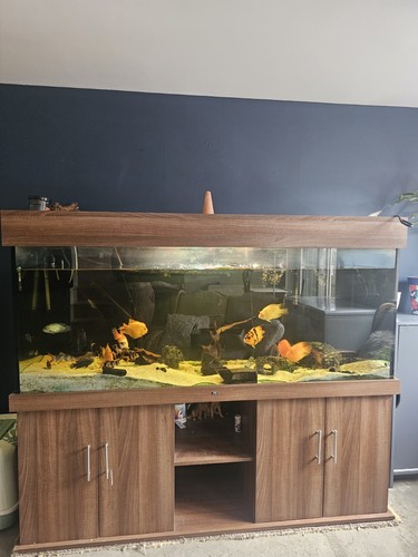 6ft aquarium fish - aquarium/fish, tank