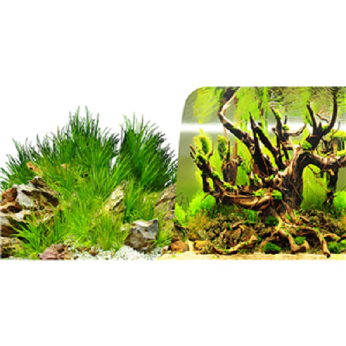 Seaview rootscape grass - seaview, /