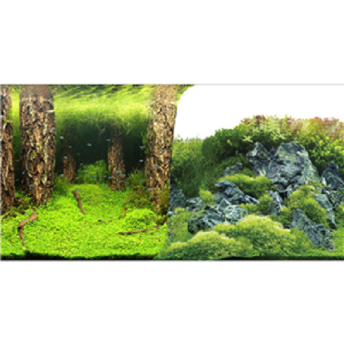 Seaview trees rockside - seaview,
