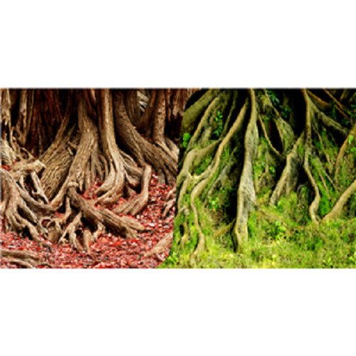 Seaview red root - root, /