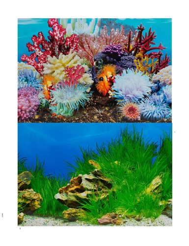 Aquarium fish tank background - aquarium,
