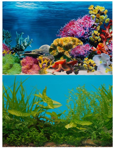 Aquarium fish tank background - aquarium,