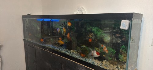 Fish tank aquarium with heater - aquarium,