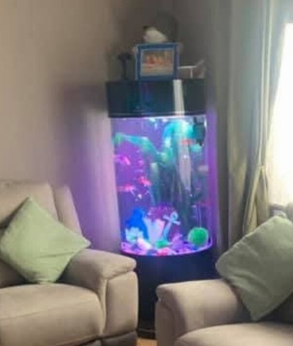 Fish tank used - fish,