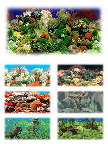 Aquarium fish tank vivarium - aquarium,