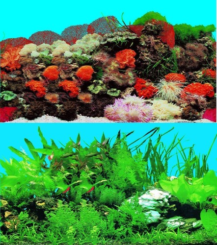 Aquarium fish tank background - fish,