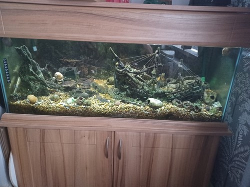 Large fish tank - large,