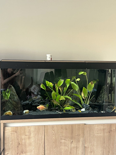 Fluval roma 240l - fluval,