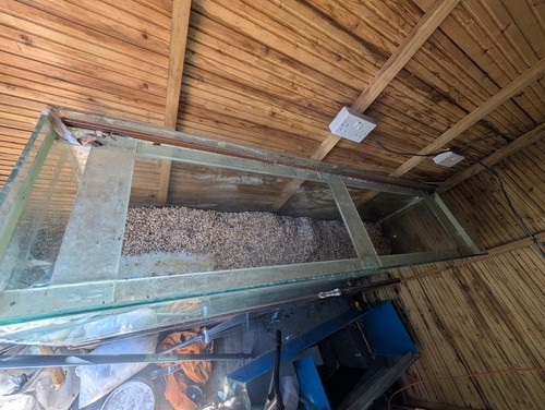 Aquarium fish tank - fish,