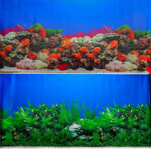Aquarium fish tank - aquarium,