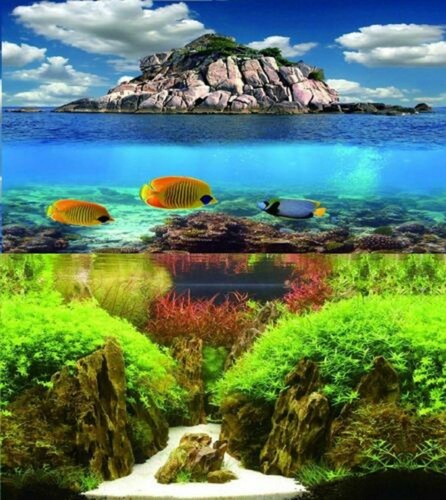 Aquarium fish tank - aquarium,